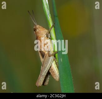 Nahaufnahme von braunen Cricket-Insekten, die einen Grashalm klettern Stockfoto