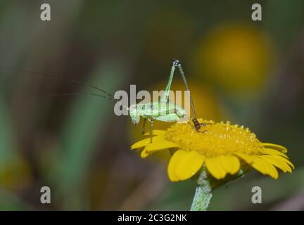 Detail von grünem Cricket-Insekt auf einer gelben Wildblume einer Wiese Stockfoto