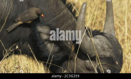 Nahaufnahme eines Ochsenkelspechtes am Hals eines Kapbüffels in masai mara Stockfoto