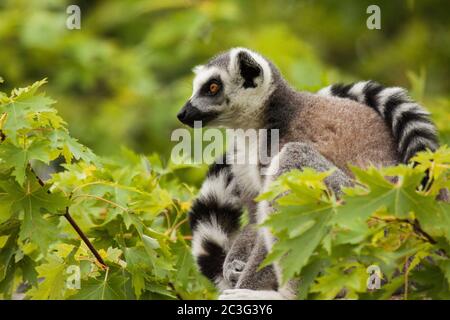 Katta (Lemur Catta) Stockfoto