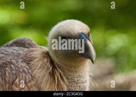 Gänsegeier (abgeschottet Fulvus) Stockfoto