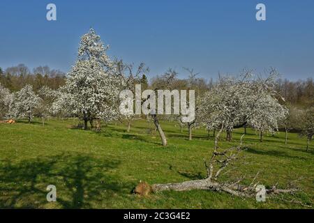 Wiesengarten mit blühenden Obstbäumen Stockfoto