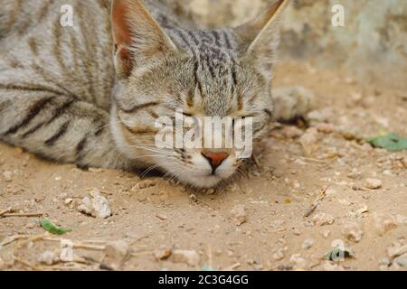 Eine Katze häusliche schlafen auf dem Boden mit geschlossenen Augen, Tiere schlafen auf dem Boden Stockfoto