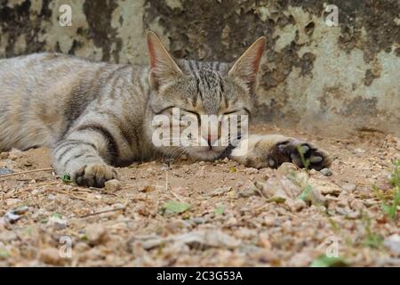 Eine junge Katze schläft auf dem Boden mit gespreizten Beinen Stockfoto