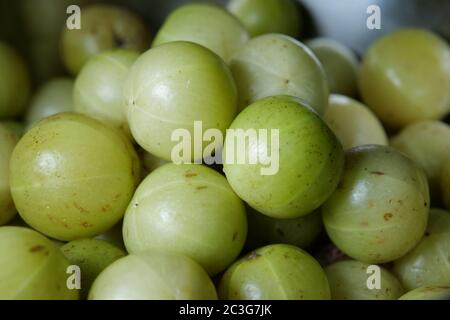 Schönes Grün in Indischer Stachelbeere in Kerala Stockfoto