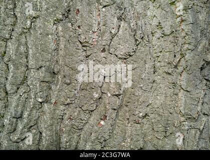 Dicke, strukturierte gerändelte Rinde einer puteneiche (quercus cerris). Stockfoto