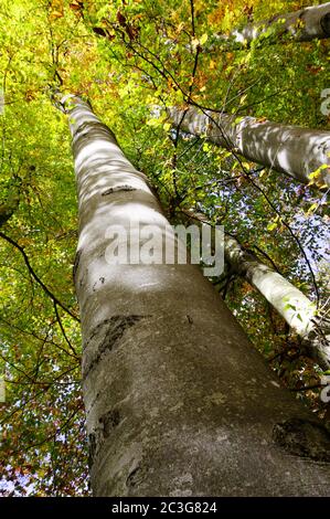 Wunderschön gewachsene Buchen mit herbstlichem Baldachin Stockfoto