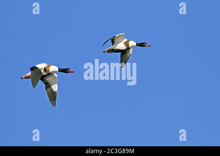 Gemeiner Shelduck drake und Weibchen Stockfoto