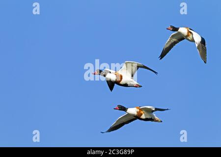 Gemeine Shelduck-Draken und Weibchen im nicht-brütenden Gefieder / Tadorna tadorna Stockfoto