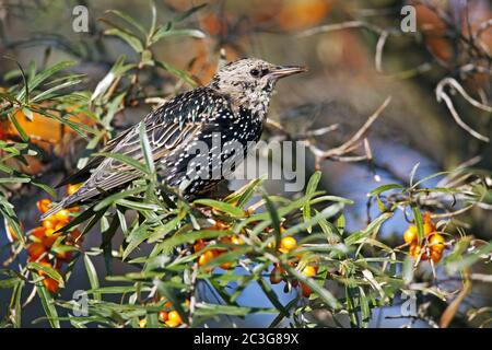 Starling Jungvogel / Sturnus vulgaris Stockfoto