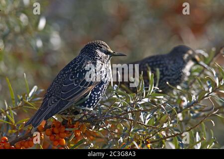 Gewöhnlicher Starling - Starling Erwachsene im Grundgefieder / Sturnus vulgaris - Hippophae rhamnoides Stockfoto