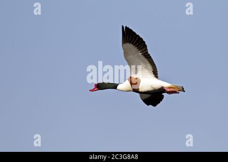 Nördliche Shelduck - Gemeine Shelduck-drake im Zuchtgefieder / Tadorna tadorna Stockfoto