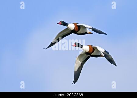 Muschelente - Gemeine Shelducks im nicht-brütenden Gefieder / Tadorna tadorna Stockfoto