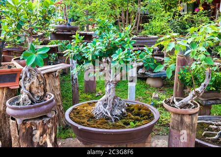 Bonsai Bäume in alten Töpfen im orientalischen Garten Stockfoto