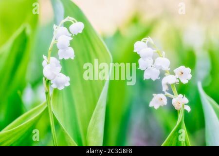 Weiße Blumen Lilie des Tales Stockfoto