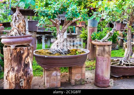 Bonsai Bäume in alten Töpfen im orientalischen Garten Stockfoto