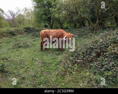 Highland Cow in Yorkshire Stockfoto