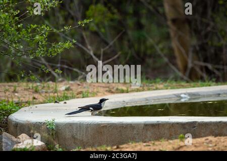 Jacobin Kuckuck oder pied Kuckuck oder die pied crested Kuckuck oder Clamator jacobinus an einem Wasserloch bei jhalana Waldreservat jaipur rajasthan indien Stockfoto