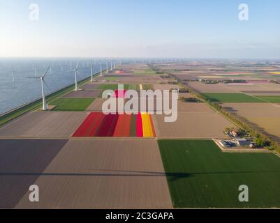 Drohne fliegt über Windmühle Farm mit bunten Tulpenfeldern in der Noordoostpolder niederlande, Green Energy Windmühle Turbine an Stockfoto