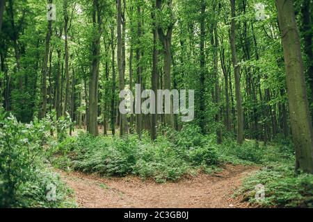 Ruhige Lage im tiefen grünen Buchenwald mit einem Pfad im Freien. Gabelstraße und Kreuzung con Stockfoto
