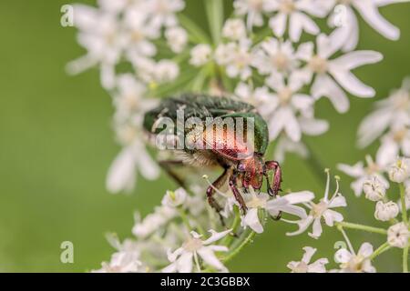 Grüner Rosenchafer 'Cetonia aurata' Stockfoto