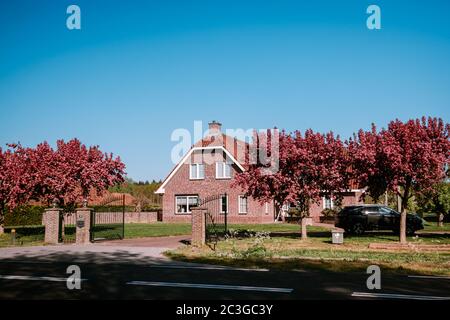 Kirschblütenbaum vor dem niederländischen Haus in den Niederlanden, Urk Niederlande April 2020 Stockfoto