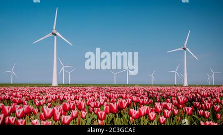 Tulpenfelder in den Niederlanden mit auf dem Hintergrund Windmühlenpark im Ozean Niederlande, bunte holländische Tulpen Stockfoto