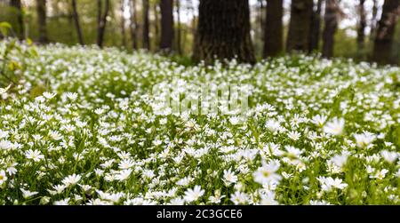 Teppich aus Blumen im Wald, blühender Wald Stockfoto