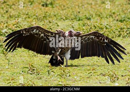 Rüppellgeier (Gyps rueppelli) im Serengeti Nationalpark, Tansania Stockfoto