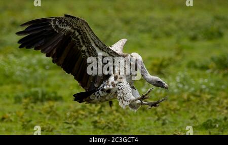 Rüppellgeier (Gyps rueppelli) im Serengeti Nationalpark, Tansania Stockfoto