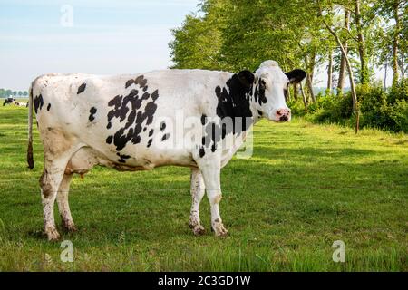 Niederländische Gruppe von Kühen draußen bei sonnigem Frühlingswetter in den Niederlanden Noordoostpolder Flevoland Stockfoto