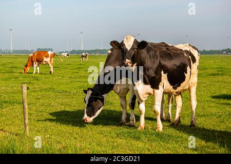 Niederländische Gruppe von Kühen draußen bei sonnigem Frühlingswetter in den Niederlanden Noordoostpolder Flevoland Stockfoto