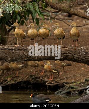 Gruppe von schönen plumed pfeifenden Enten, Dendrocygna eytoni, thront in einer Reihe auf einem Log in Australien Stockfoto