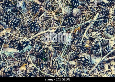 Natürliche Muster Hintergrund von Tannenzapfen, Zweige, Nadelholz, verwelkte Blätter. Ansicht schließen. Stockfoto