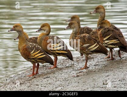 Gruppe von schönen plumed pfeifenden Enten, Dendrocygna eytoni, neben ruhigen Wasser des Sees in städtischen Park in Australien Stockfoto