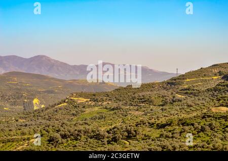 Olivenplantage auf Kreta, der Insel der Olivenbäume Stockfoto