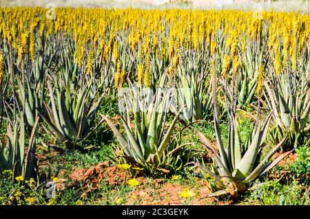 Aloe Vera Feld an der Mittelmeerküste. Stockfoto