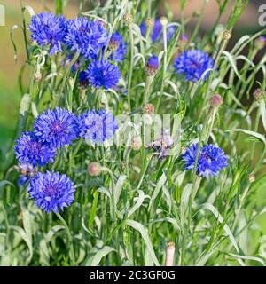 Blühende Kornblumen, Cyanus segetum, Nahaufnahme Stockfoto