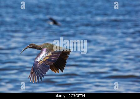 Hadada Ibis (Bostrychia hagedash) im Flug Stockfoto