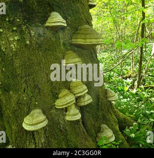 Hufpilz des Pferdes; Zunder-Pilz, fomes fomentarius Stockfoto