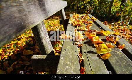 Seitenansicht einer alten Bank mit Herbstblättern auf dem Sitz Stockfoto