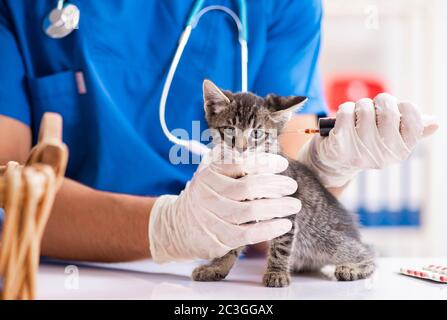 Tierarzt Arzt Kätzchen Prüfung in Animal Hospital Stockfoto