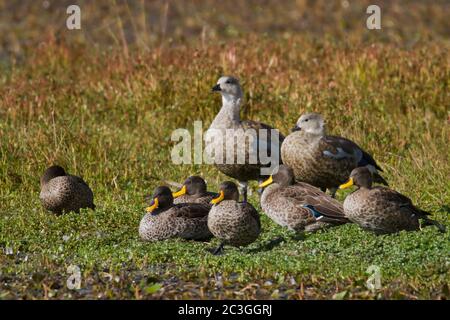 Blauflügelgans (Cyanochen cyanoptera) und Gelbschnabelente (Anas undulata) Stockfoto