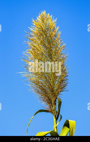 Nahaufnahme auf Cortaderia selloana oder Pampas Gras unter blauem Himmel Stockfoto