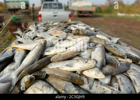 Ernte Von Fischen Im Teich Stockfoto