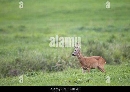 Roe Reh-Bock in der Furche beobachtet einen anderen Bock Stockfoto