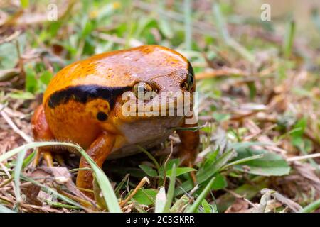 Ein großer oranger Frosch sitzt im Gras Stockfoto