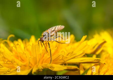 März Fliegen Sie auf einem Löwenzahn in der Sommersaison Stockfoto