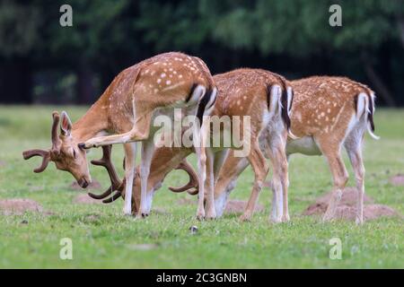 Drei junge Damhirsche (dama dama) Böcke (Männchen) weiden in der Natur, Deutschland, Europa Stockfoto