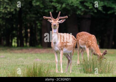 Jungfadenhirsche (dama dama) Böcke (Männchen) grasen in der Natur, Deutschland, Europa Stockfoto